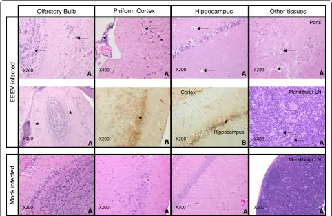 Fig. 4 Groups of Balb/c mice were challenged with EEEV Pe-6 by the aerosol route and culled at pre-determined time-points, culled on welfaregrounds, or were found dead
