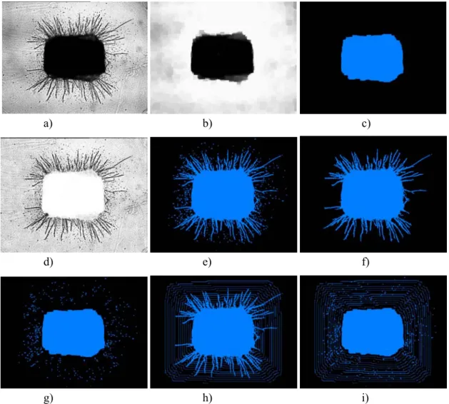 Fig. 1. a)-g) Binary image processing of a typical aortic ring with endothelial cells organised as branching microvessels surrounded by isolated fibroblast-like cells