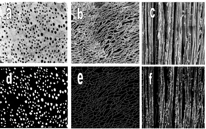 Fig. 1. Scanning electron micrograph of transverse (a,b) and longitudinal (c) cross-sections of PCLA foams at