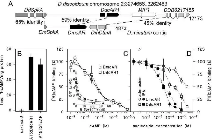 Fig. 3.Cloning and cAMP-binding properties of DmcAR. (A) Cloning of DmcAR. Screening of a D