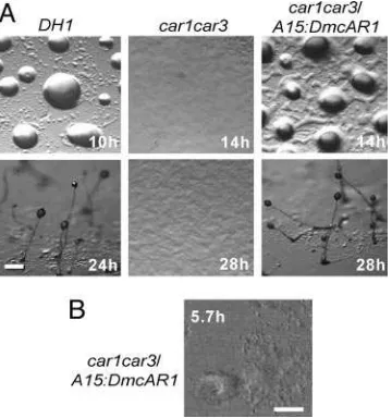 Fig. 4.Complementation ofcar1car3developmentat 22°C and photographed at 2-h intervals