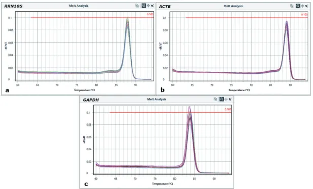Fig. 1. Melting curves for all qPCR products; reference genes: RRN18S (a), ACTB (b) and GAPDH (c)
