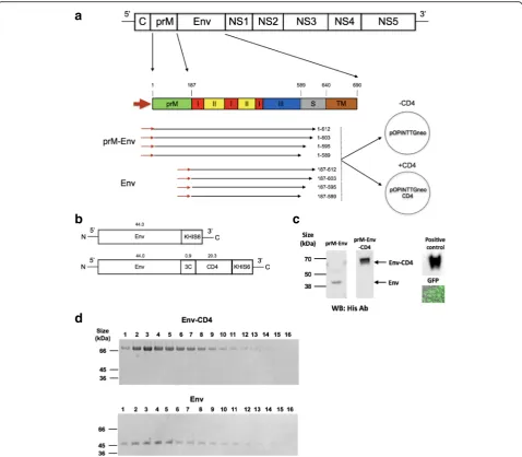 Fig. 1 Design and production of Zika Envelope proteins. a. Design of ZIKV envelope constructs