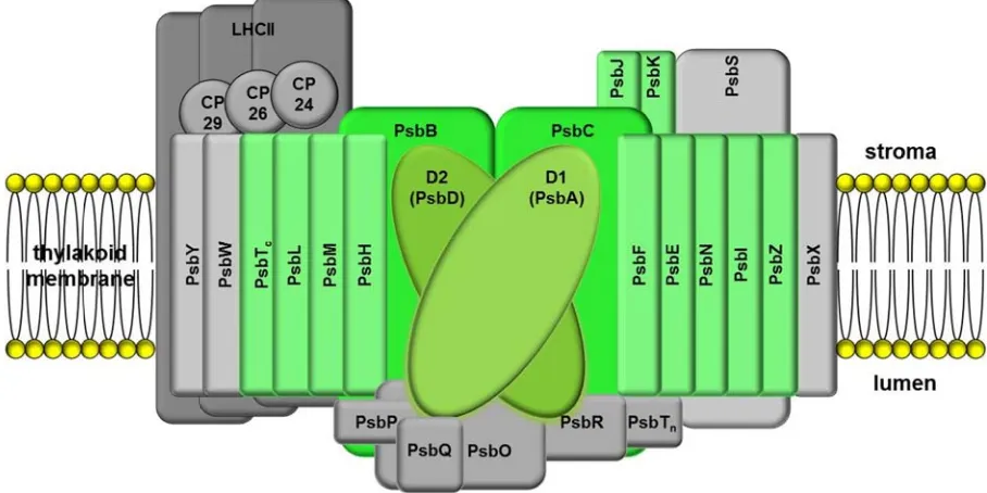 Figure ossman,  20e of proteiin subunits(derived us encoded a 2005, Grin plants (nd Boekemawhile nucleucomplex in in green, wSII-LHCIIayre 1998, s of the PSarber2: Schemefrom Bl