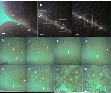 Figure 4. Chondrule-like formations are made of tightly packed auto-aggregated bacterial cells
