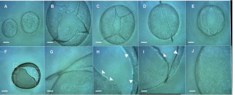 Figure 5. Effect of agar hardness on E. coli chondrule-like formation and on the appearance of its morpho- logical pattern