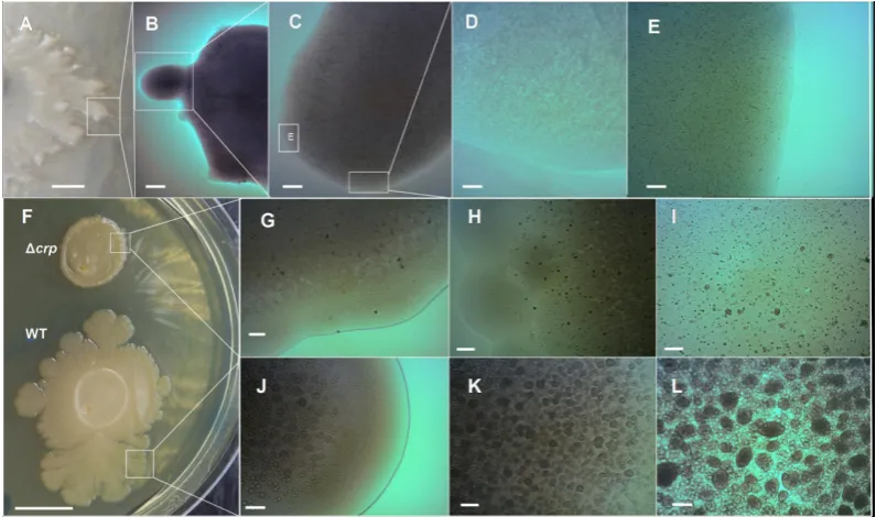 Figure 7. The generation of the E. coli K-12 volcano-like morphotype and chondrule-like formations are both under catabolic repression