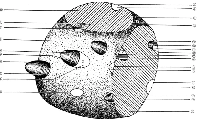 Fig. 1. Show containing surface of X  c, containing curve lines (d formed by containing surface intersecting with  cross sections), particles Z ( e for particles towards outside of the containing surface, f for particles towards  inside of the containing s