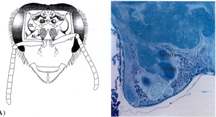 Fig. 1. (A) The head of the bee with a window cut in the cuticle to expose the brain. AL antennal lobe