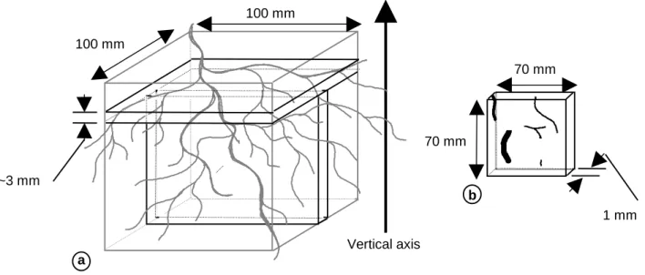 Figure 1. Schematic representation of the sectioning method to obtain vertical and horizontal sections from an impregnated soil sample (a), and actual dimensions of the sections used for subsequent imaging and analysis, (b)(the black fibres represent the s