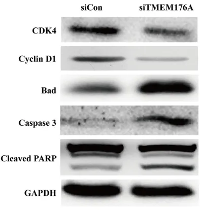 Figure 5. Western blot analysis of proteins associ-ated with cell cycle progression and apoptosis