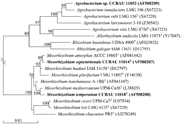 Fig. 2. Simpliﬁed phylogenetic tree (com-structed from full-length sequences of the 16SrRNAmethod in thetemperatumidentiﬁed in this work and some related bacteriain thepletetreeisavailableinIJSEMOnline)showing the phylogenetic relationships amongMesorhizob