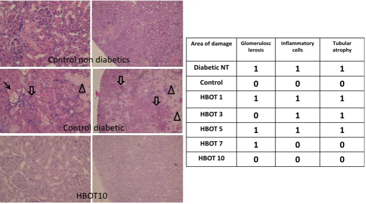Figure 6. Gross images of wound injury. Non-treated diabetic rat showed persistent wound gap whereas the HBOT diabetic rats showed improved wound healing