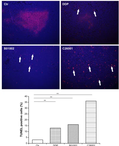 Figure 4 B01002 and c26001 induced apoptosis in vivo. TUnel detection of apoptotic cells of tumors resected from tumor-bearing mice from different groups (red)