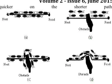 Figure 2. Adapting to the changes (a) Ants travel in a  shortest path. (b)An obstacle appears on the path and ants 