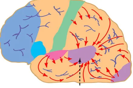 Figure 1. General interpretation area (Wernicke’s area) where all visual, auditory, and tactile perceptions are collected