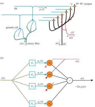 Figure 1. Schematic diagram of the organization of the cerebellar microcircuit and its interpretation as an adaptable linearfilter (Fujita 1982; Kawato 1995)