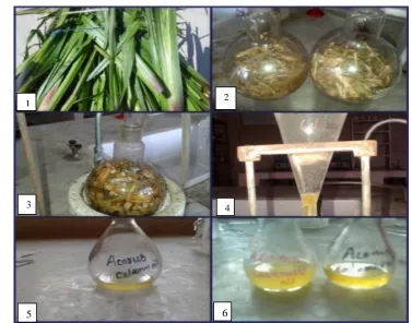Table 1. Phytochemical tests of Acorus calamus 