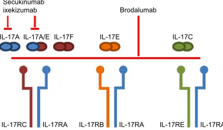 Figure 2 The interleukin (iL)-17 family ligands and receptors involved when iL-17A is neutralized with secukinumab or ixekizumab or iL-17RA is blocked with brodalumab.