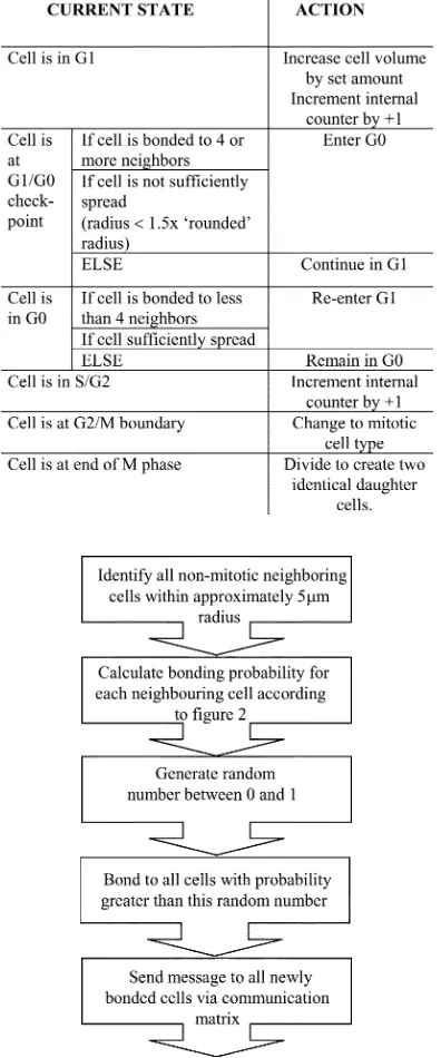 Fig. 1.Sequence of model rules relating to intercellular bonding.