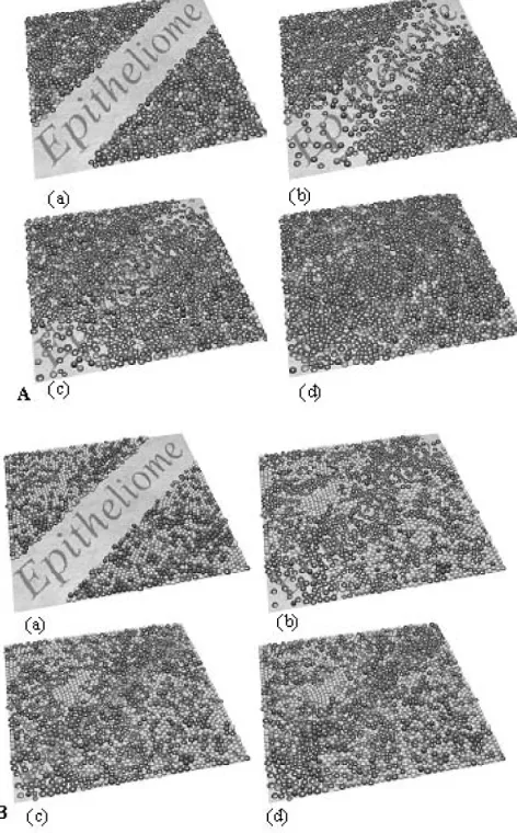 Fig. 4.Images of low-calcium computational model PW1 at: (a) 0 h; (b) 8 h;(c) 16 h; and (d) 24 h after wounding (dark cells—actively cycling, lightcells—in G0).