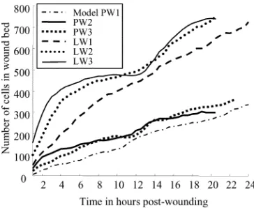 Fig. 5.Number of cells located within original wound area in computationalmodels.