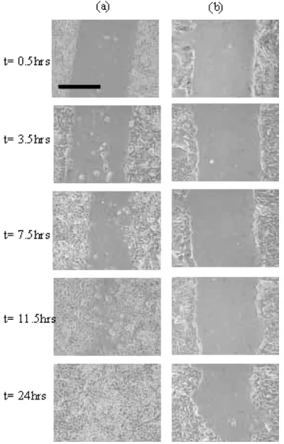 Fig. 8.Morphology of cells close to wound edge NHU cell line Y358, 11.5 hpostwounding