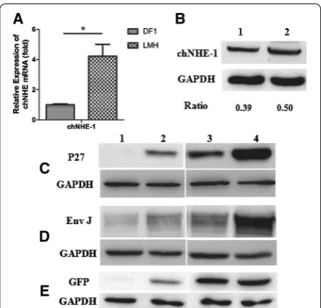 Figure 4 Expression level of ALV-J receptor chNHE-1 and protein expression level for foreign genes in DF1 and LMH cells