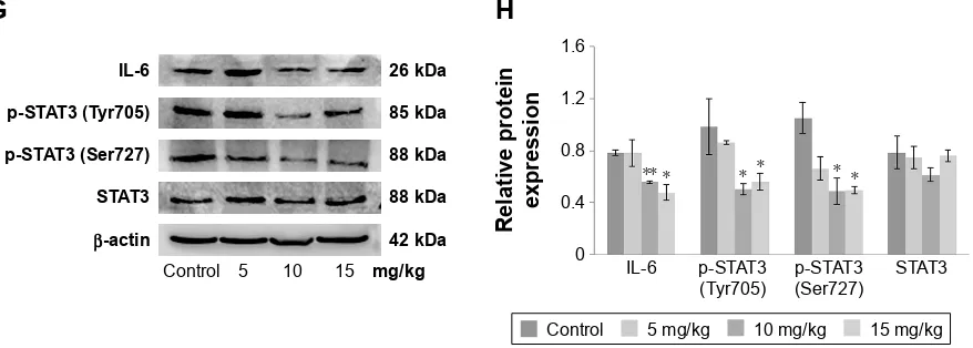 Figure 6 The effect of morusin on protein expressions of the il-6/sTaT3 signaling pathway.Notes: hepg2 cells (A) or hep3B cells (B) were treated with the indicated concentrations of morusin for 48 h and analyzed for p-sTaT3 (Tyr705), p-sTaT3 (ser727), and 