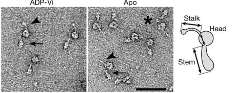 Figure 1 shows isolated molecules of a monomeric, ﬂagellar, inner-arm dynein (subspecies c) imaged in both biochemical states usingthe same general form as the apo-moleculenegative stain