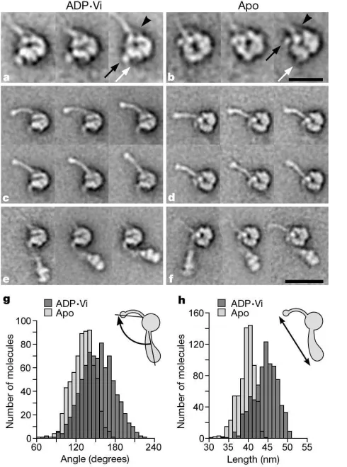 Figure 2 Characteristic views of dynein c revealed by single-particle analysis. Images arekhead alignment are:between 20 and 43, and instem attachment (arrows) on the head are indicated