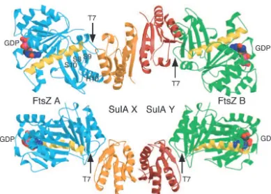 Fig. 3.Structural similarity of the SulA monomer (PDB ID code 1OFT) and the N-terminal domain ofbeen aligned with an rms deviation of 2.4 Å over 112 C E