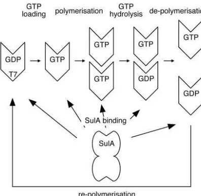 Fig. 6.Model showing how SulA could crosslink the ends of FtsZ protoﬁlaments. The complex is as in Fig