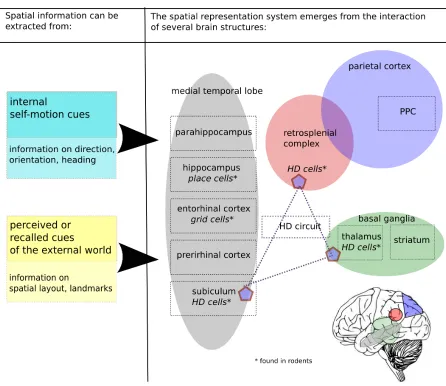 Figure 1.1: A spatial representation system in the brain. A schematic overview of thebrain circuits which are currently thought to compose the neural spatial representation system,taking into account converging data from studies in humans, primates and rod