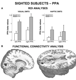 Figure 2. Modality-Independent Scene Processing inthe PPA of Sighted Subjects