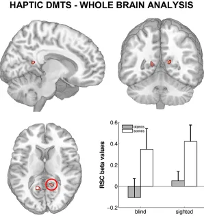 Figure 4. Haptic Scene Processing in RetrosplenialCortex