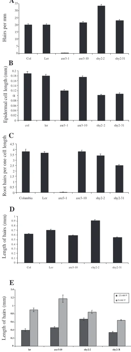 Fig. 2. Quantitative analysis of root hair phenotypes. (A) Meannumber of root hairs per mm root