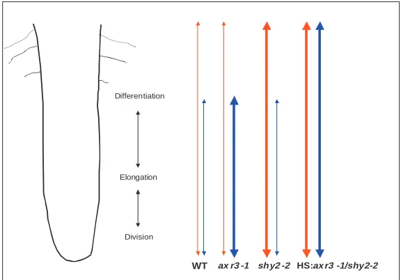 Fig. 7. Whole-mount in situanalysis of AXR3 and SHY2expression. (A) Antisense AXR3after 4 hours’ development of thesignal
