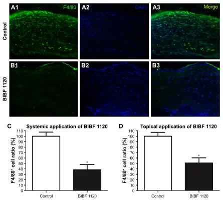 Figure 5 Topical application of BIBF 1120 (nintedanib) significantly decreased lymphangiogenesis and hemangiogenesis in the cornea in comparison with the controls.Note: Significant inhibition of (A) lymphangiogenesis (P,0.01, n=8) and (B) hemangiogenesis (P,0.01, n=8) after topical treatment with nintedanib over 12 days was observed compared with the controls without nintedanib treatment.