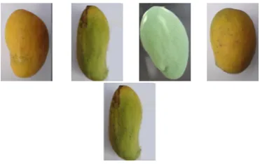 Fig. 1.mango database of different varieties (From left to right:Alphonso, Dashhari, Langara, Piary, Totapuri )
