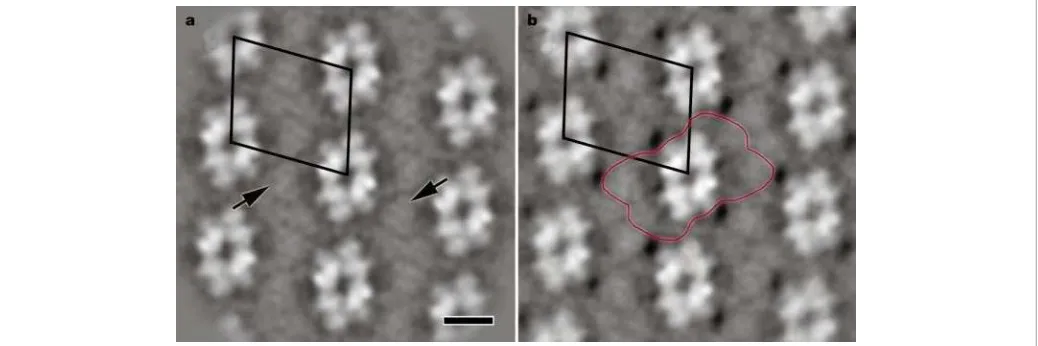 Figure 4 Final result of image analysis of two-dimensional crystalline PSII complexes fromfragments fromArabidopsis wild-type and Lhcb2 antisense plants