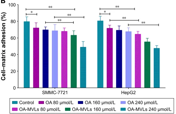 Figure 4 results of cell–matrix adhesion assays on both sMMc-7721 and hepg2 cells in vitro.Notes: (A) representative images of sMMc-7721 and hepg2 cells adhered with the Matrigel matrix after treatment with various concentrations of Oa and Oa-MVls; (B) qua