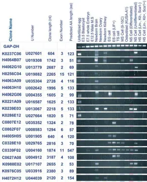 Figure 2. Examples of NIA-Only cDNAClones and RT–PCR Results