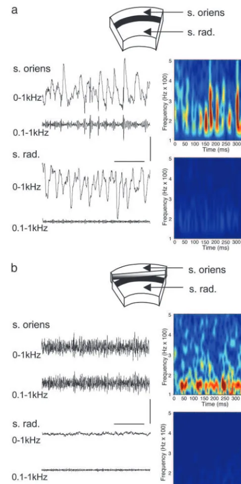 Fig. 1.Coexistence of ﬁeld gamma-frequency oscillations and high-frequency oscillations in hippocampal area CA1
