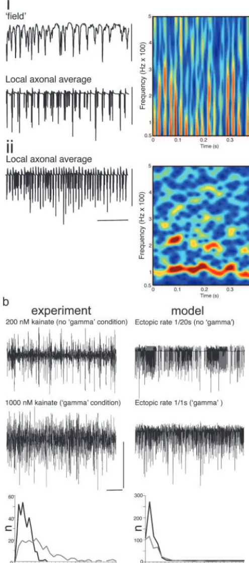 Fig. 2.Collective behavior in the axonal plexus depends on rate of ectopicSimulated gamma oscillation in the ‘‘intact’’ network (cf