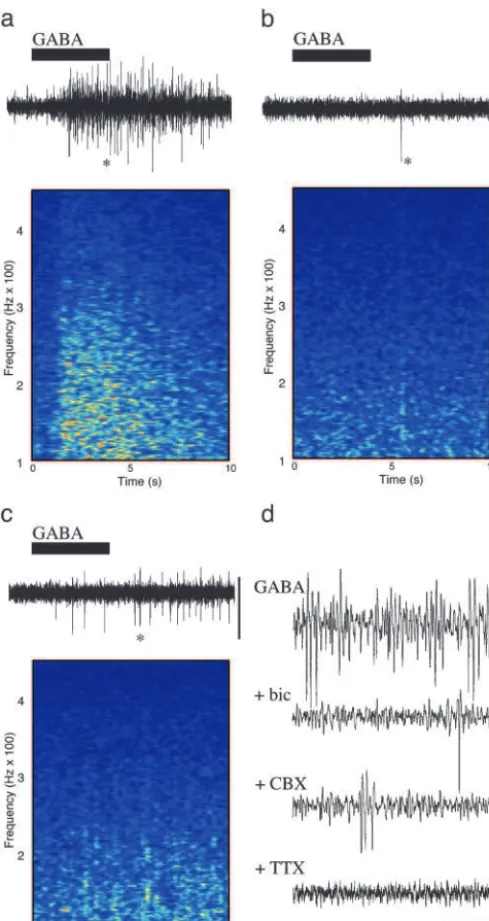 Fig. 3.GABA acting at GABAcontaining 50all spontaneous activity and that induced by GABA
