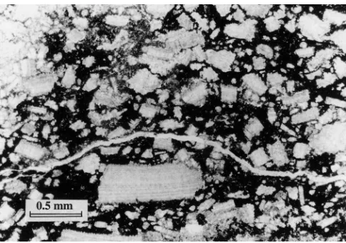 FIGURE 7—Photomicrograph of bivalve packstone from 5.4 m abovethe base of section 1, Selong