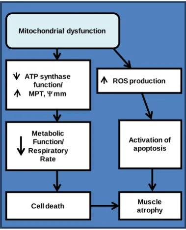 Figure 2. Development of the pathway from mito-chondrial dysfunction to muscle atrophy