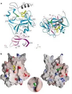 Figure 1 Structure of the SET7/9 ternary complex. a, Two orthogonal views of the SET7/9ternary complex in ribbons representation