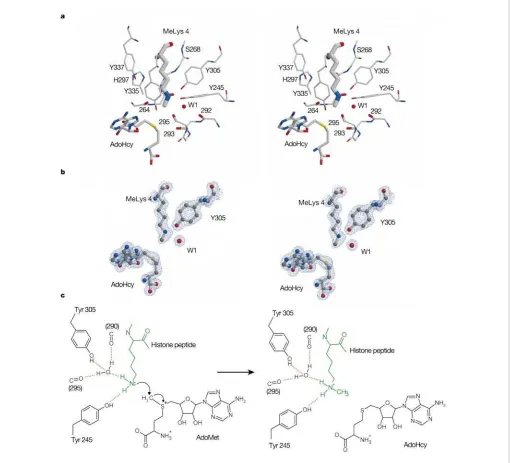 Fig. 1b). The packing of the C-terminal segment against the SET